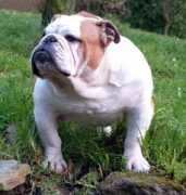 bulldogpedigree.com Magiver