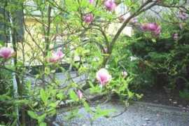 ugglemor1.se Magnol