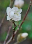 photogallery.dp.ua Magnol