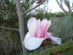 hsoc.org.au Magnoliaa
