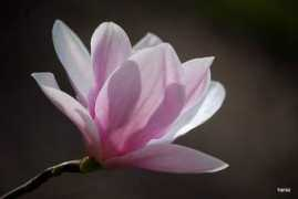 garnek.pl Magnolie