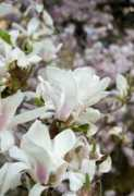 mavrica.net Magnolija
