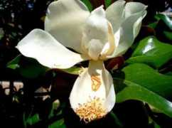 objetivocomunitat.lasprovincias.es Magnolio