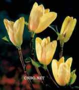 yunfeng-gardens.com.cn Magnoria