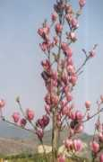 yunfeng-gardens.com.cn Magnoria