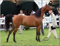 arabianlines.com Magora