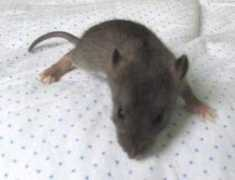 leslutinsducerisier.free.fr Magouti