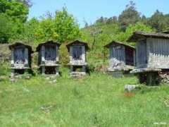 Magros