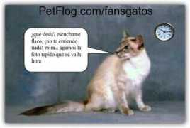 petflog.com Maguia