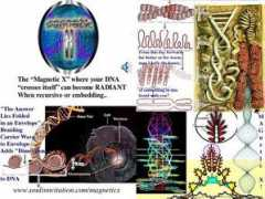 goldenmean.info Magx