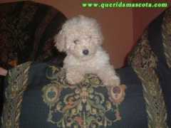 Magy