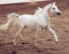 araberinternational.de Mahadin