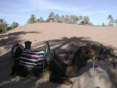 Mahamid