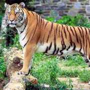 Mahananda