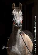 filsinger-arabians.com Mahanya