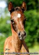 filsinger-arabians.com Mahanya