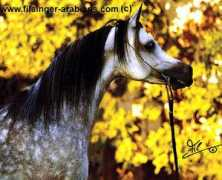 filsinger-arabians.com Maharan