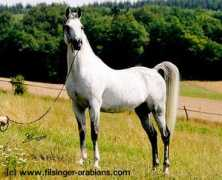 filsinger-arabians.com Maharan