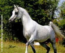 filsinger-arabians.com Maharan