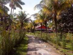 Mahatu