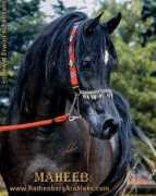 araber-pferde.de Maheeb