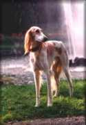 saluki-web.de Maheel