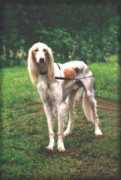 saluki-web.de Maheel