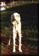 saluki-web.de Maheel