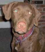 deafdogsatlas.org Mahenry