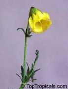 Mahernia