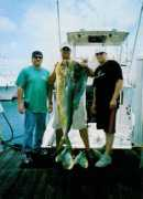 Mahi