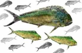Mahi