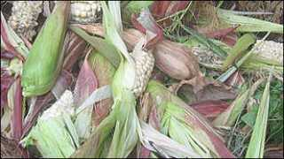 bbc.co.uk Mahindi