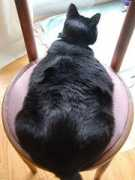 petsbestfriend.org Mahita