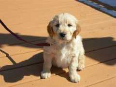 buckeyekennels.com Mahns