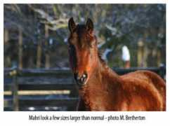 Mahri