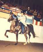 babsonarabians.com Mahrouf