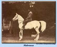 arieana.com Mahrouss
