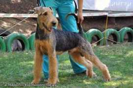 cats-dogs-ukraine.com Mahtilda