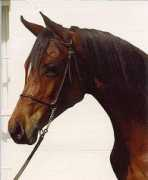gerzannestud.com Mahtob