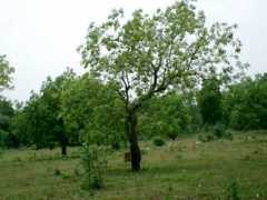 Mahuva