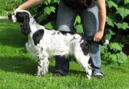 fru-hansens.dk Maicy