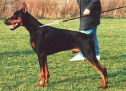 Maik