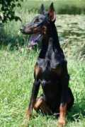 dobermann-review.com Maikin