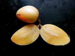 thefoodiebugle.com Mailhos