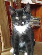 gotcatsonline.com Mailley