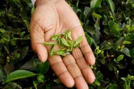 hojotea.com Mailma