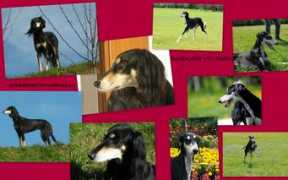 saluki.it Maimuna