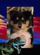 home.online.no Maindra