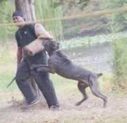 apexcanecorso.com Mairana